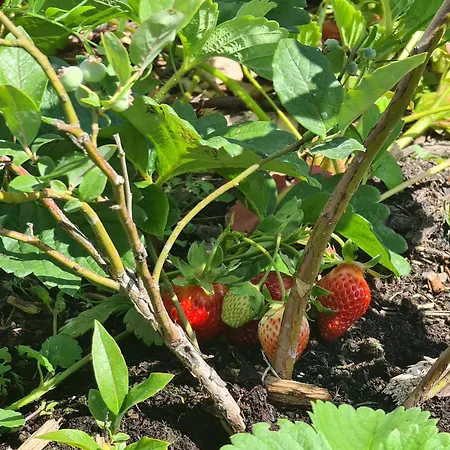 „miedzy Polami” *