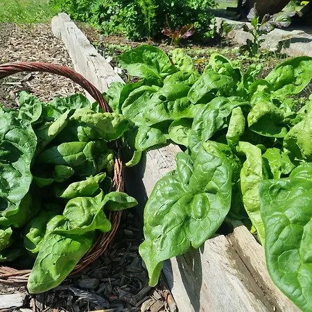 Alojamento de Turismo Rural „miedzy Polami” Zalewo (Ilawa)