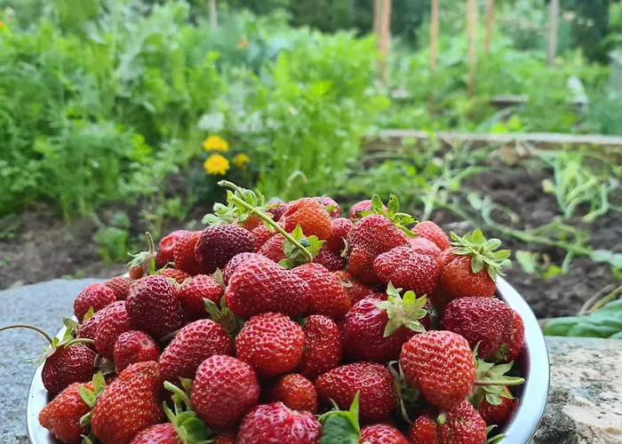 팜스테이 „miedzy Polami” Zalewo (Ilawa)